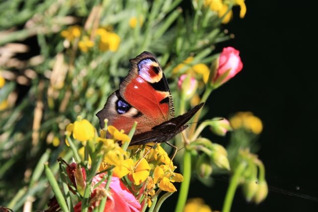Gartentag